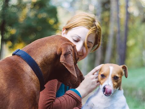 jealous dog watches owner pet fake dog|why do dogs become jealous.